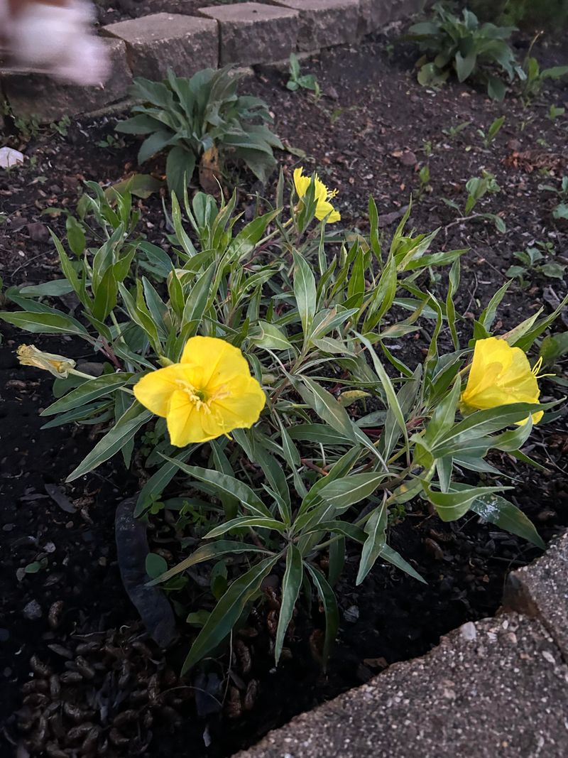 Yellow Evening Primrose