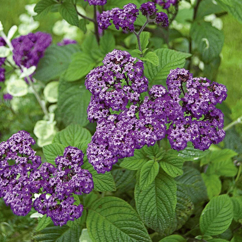 Heliotrope