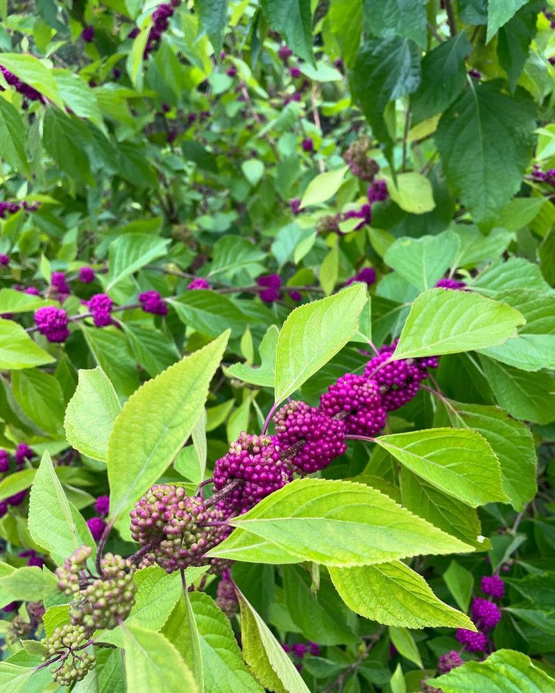 Beautyberry