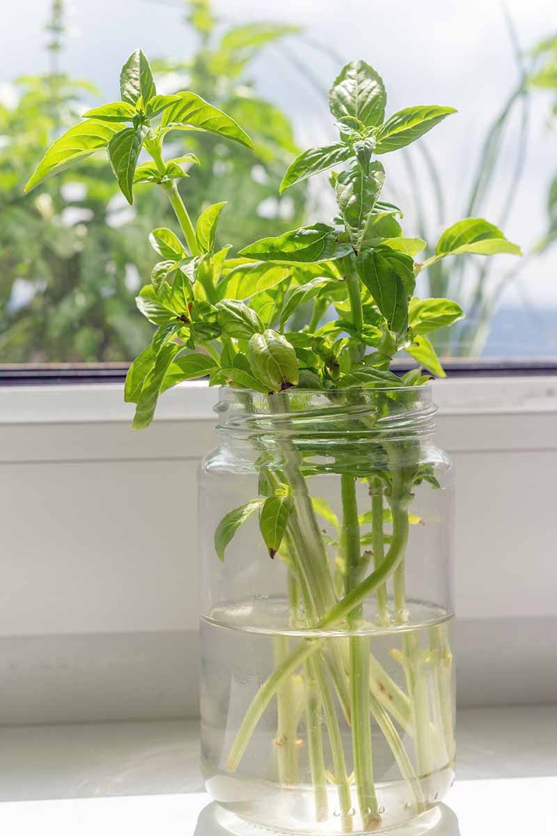 Use A Transparent Container