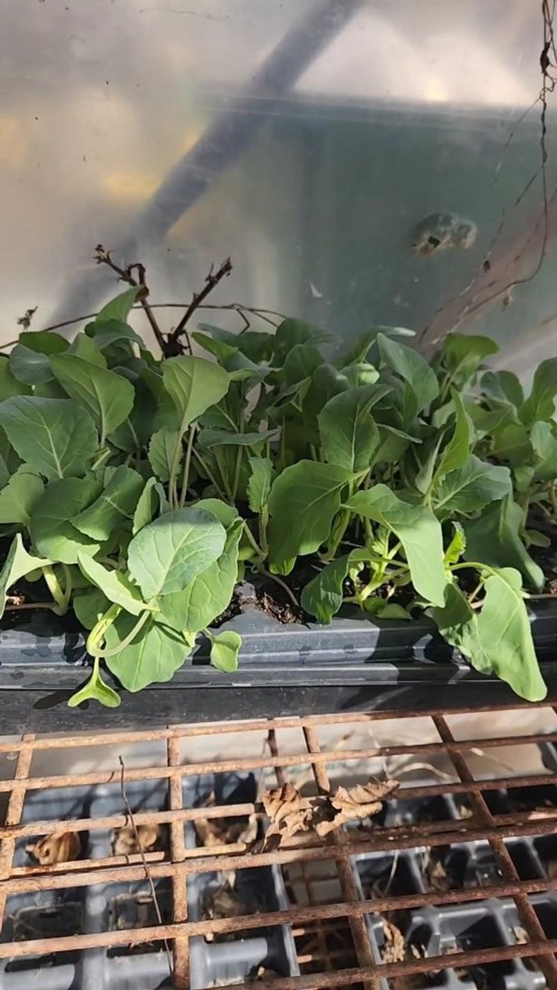 Harden Off Plants Slowly