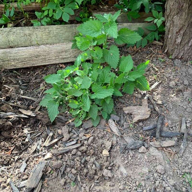 Understand Soil Preferences