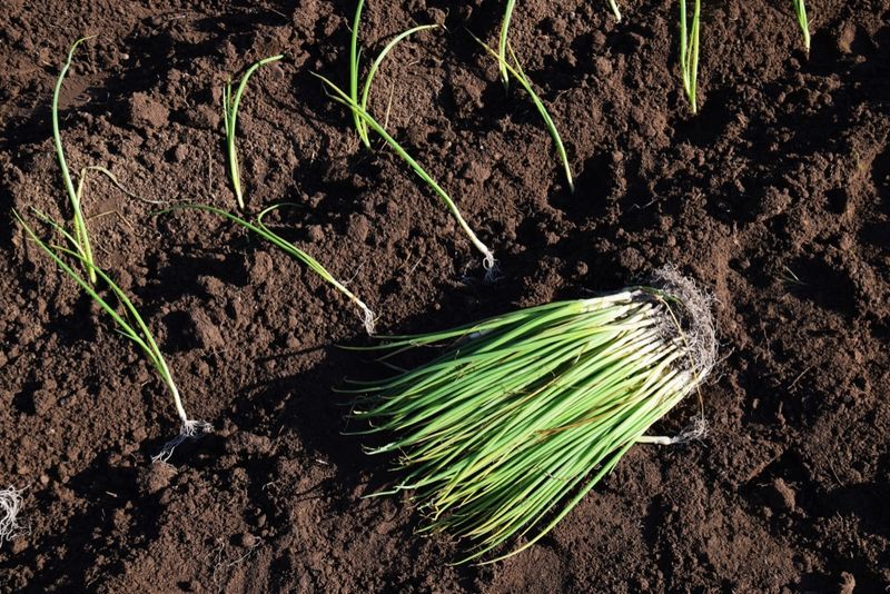 Prepare the Soil