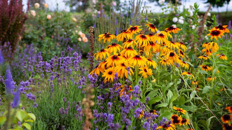 Overcrowding Wildflowers