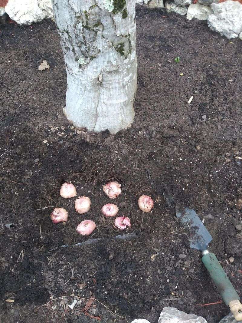 Preparing the Soil