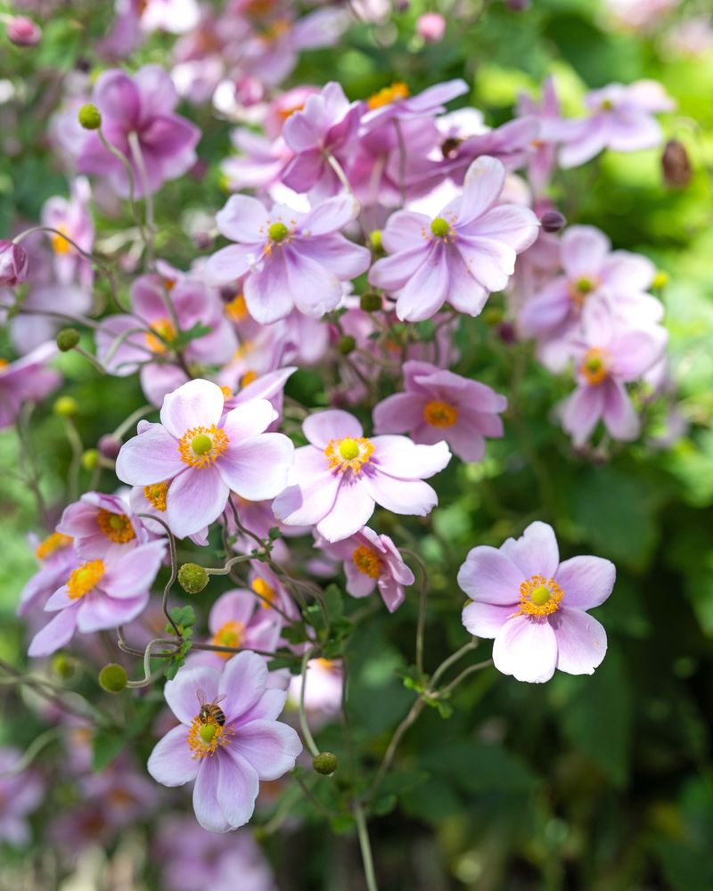 Japanese Anemones