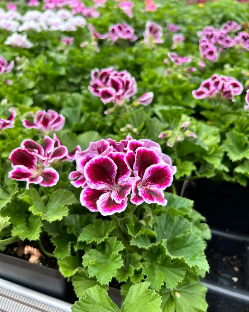 Geranium