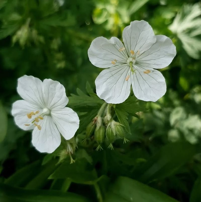 White Night-Scented Geranium