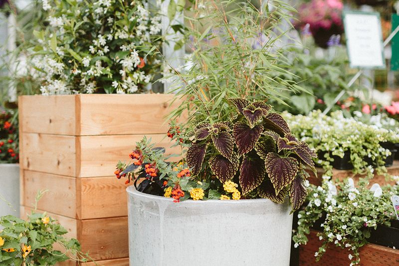 Refreshing Container Plants