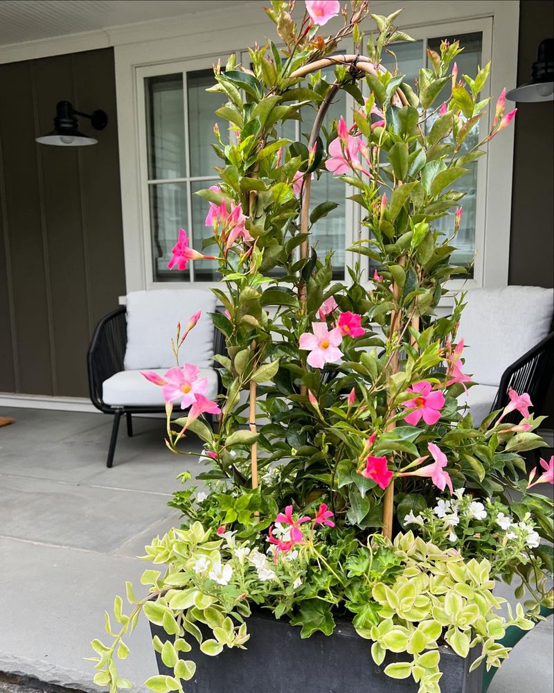 Mandevilla