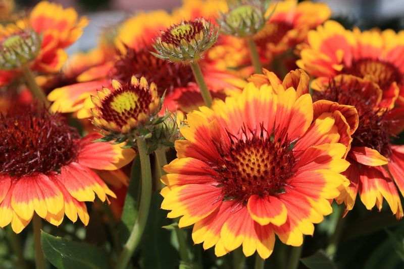 Gaillardia