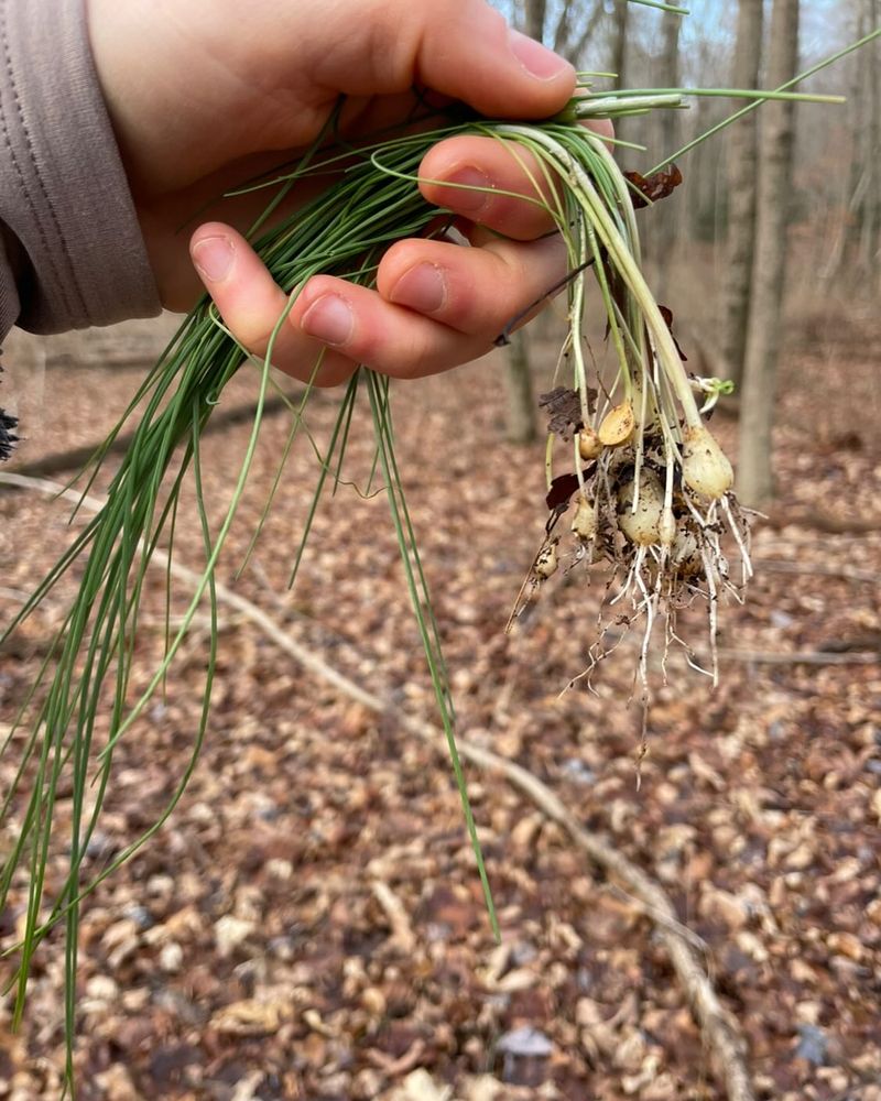 Wild Garlic