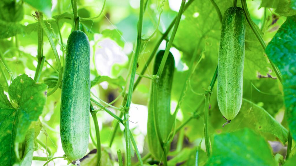 cucumbers