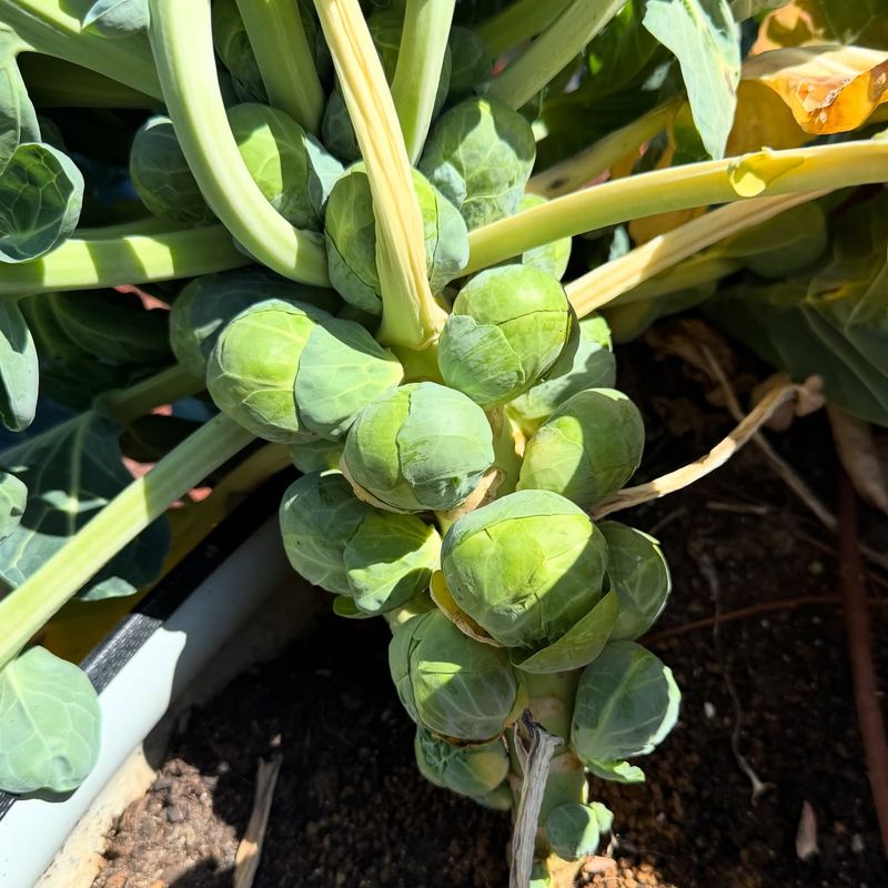 Brussels Sprouts