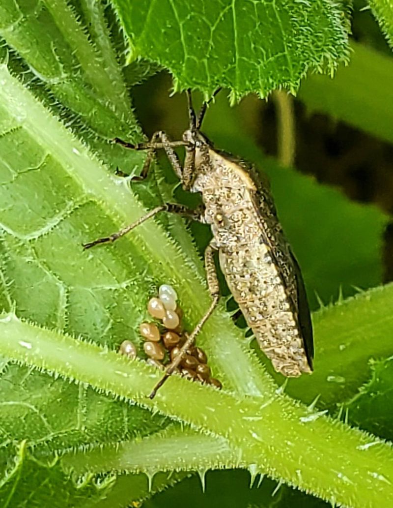 Squash Bugs