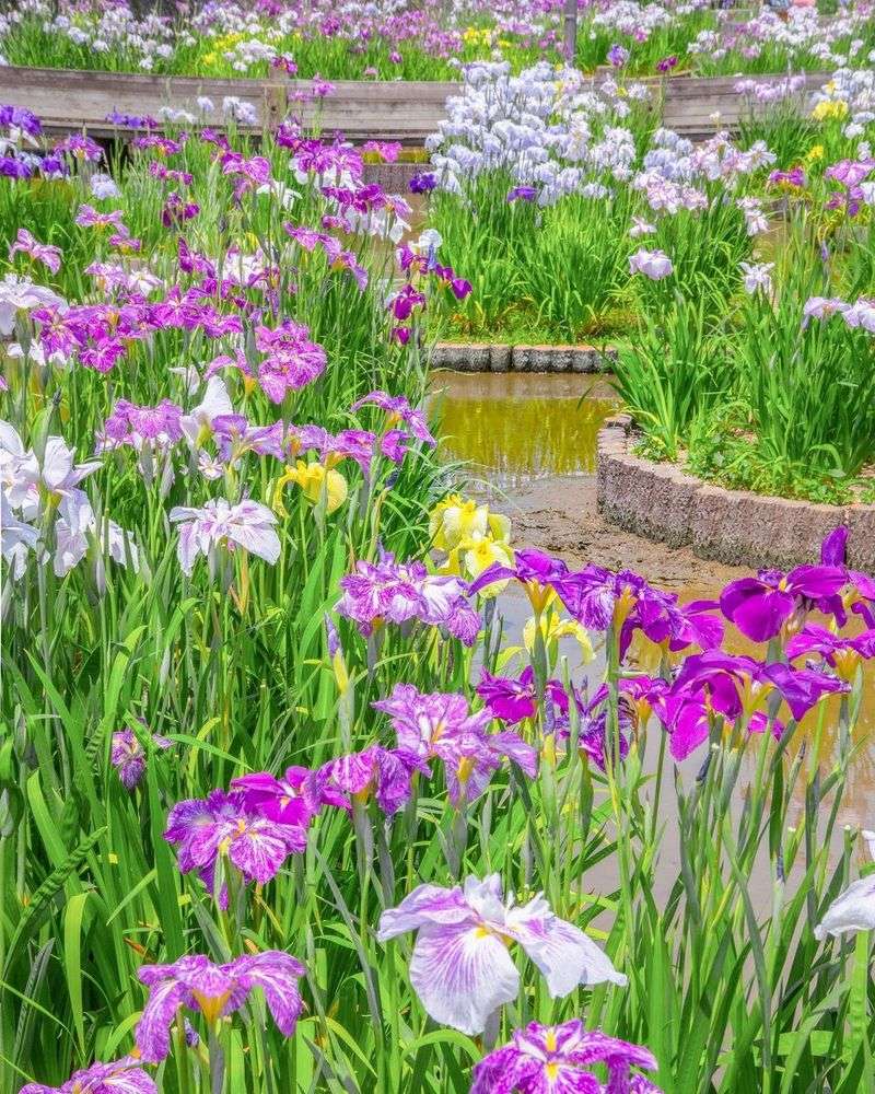 Iris