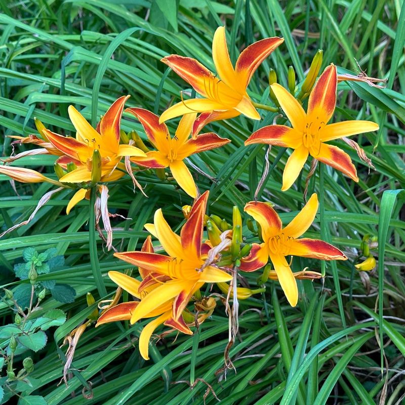 Daylily