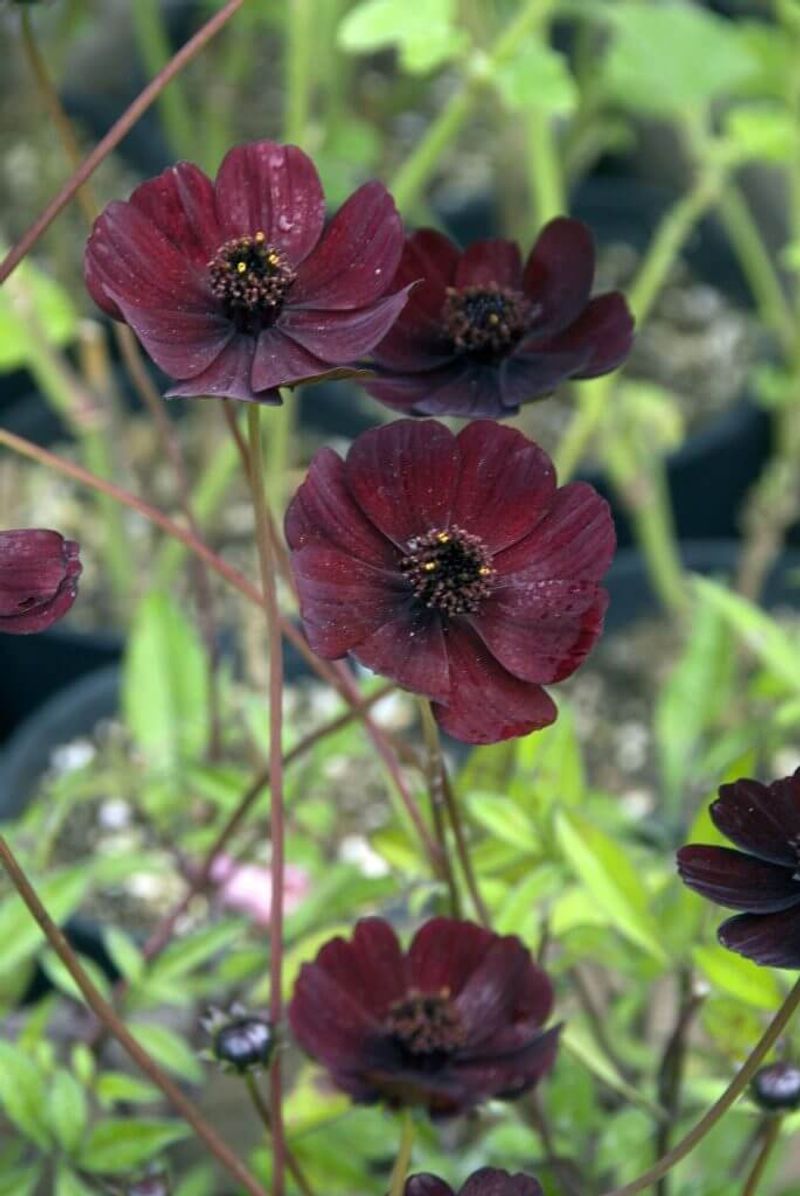 Unique Aroma Adds Sensory Interest To Your Garden