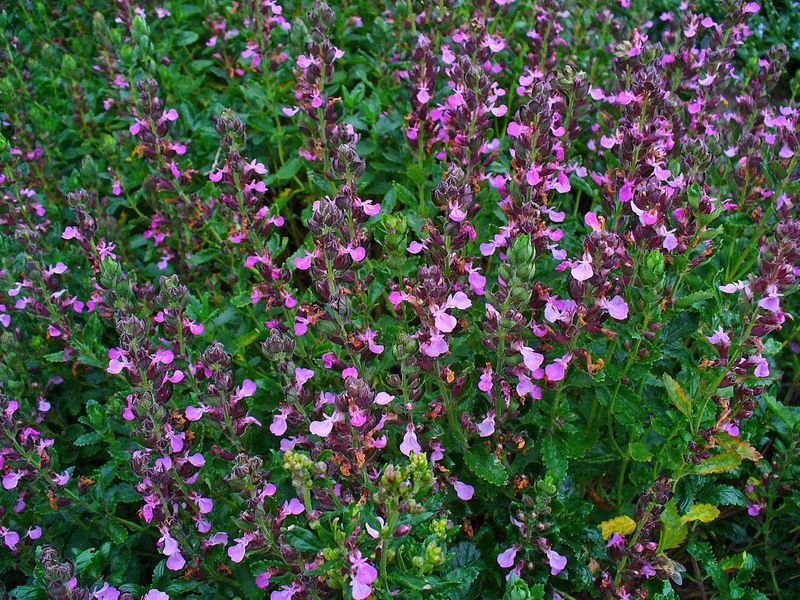 Aromatic Foliage Delight