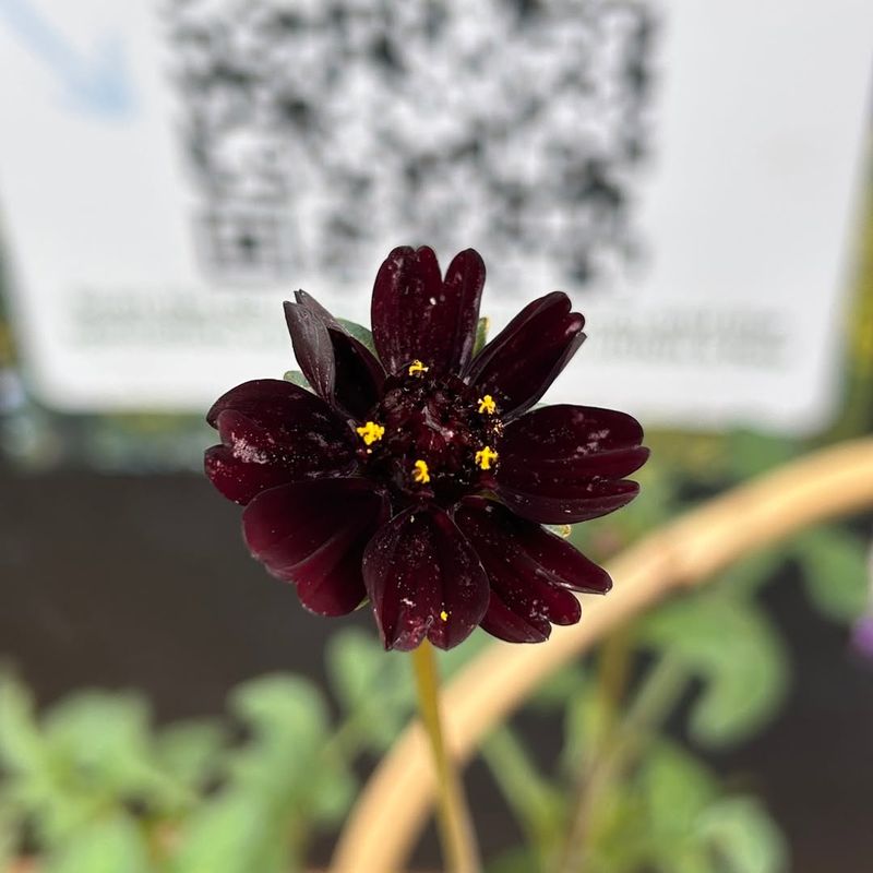 Brings A Touch Of Elegance To Any Garden