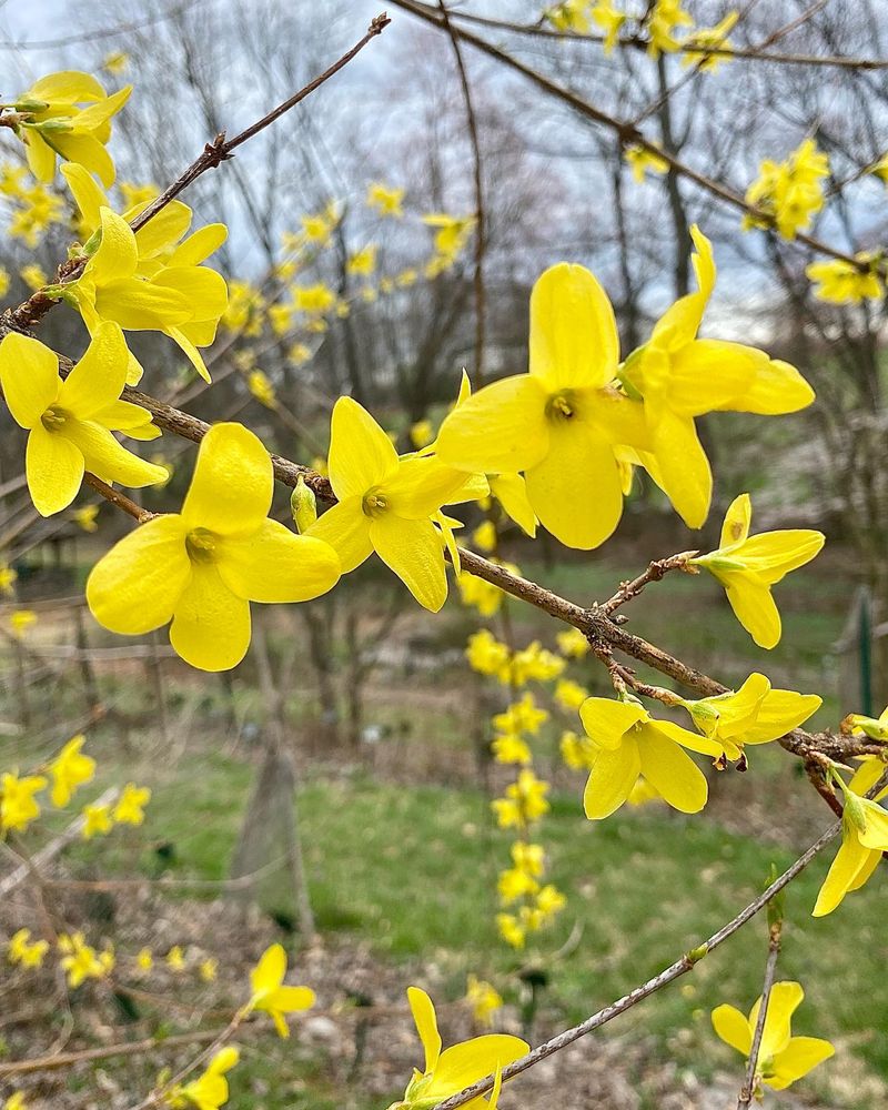 Seasonal Cleanup