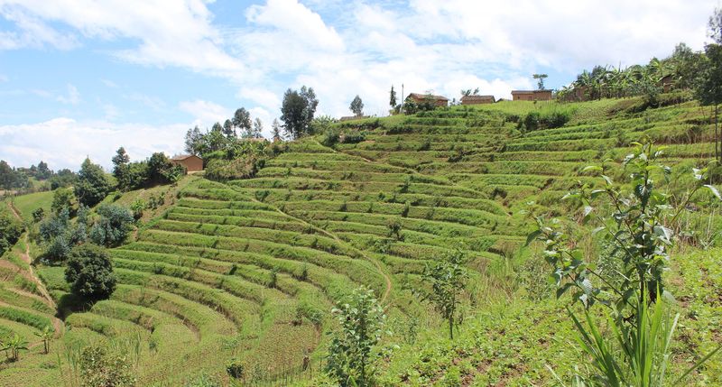 Terracing