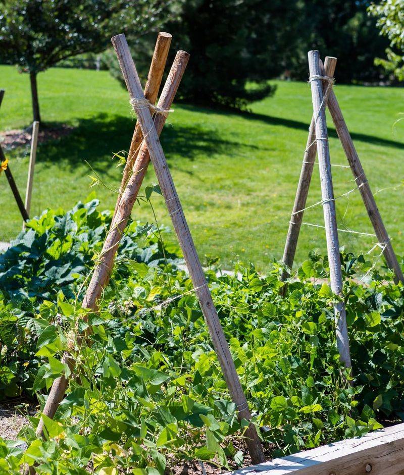 Support Climbing Plants