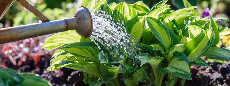 Watering New Plants