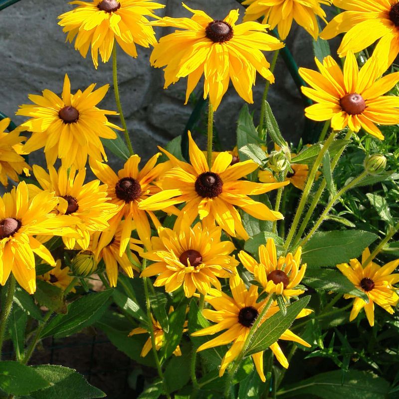 Black-eyed Susans (Rudbeckia)