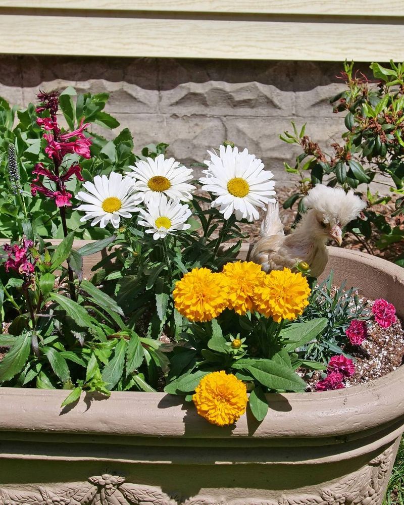 Encourage Pollinators