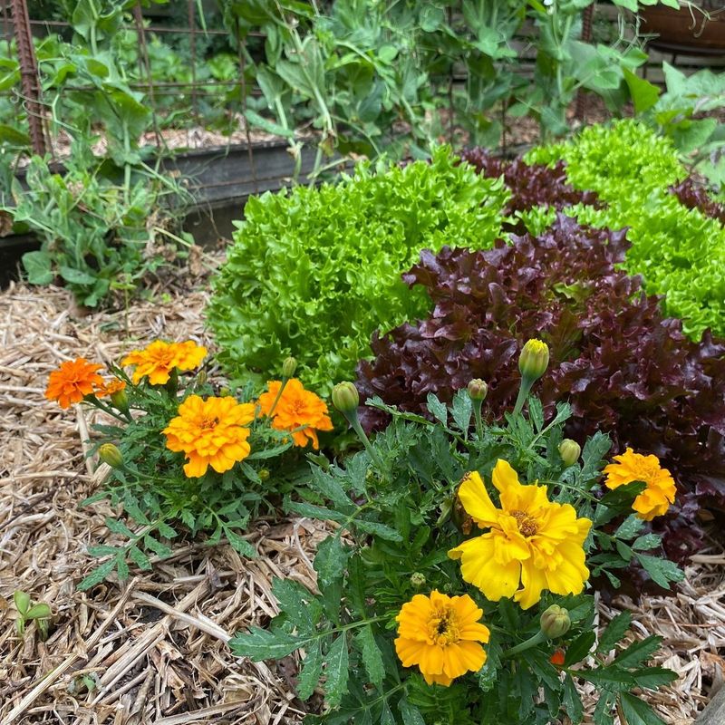 Nestle Tomatoes Near Companion Plants Like Basil Or Marigolds For A Thriving Garden