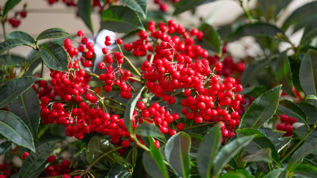 coralberry