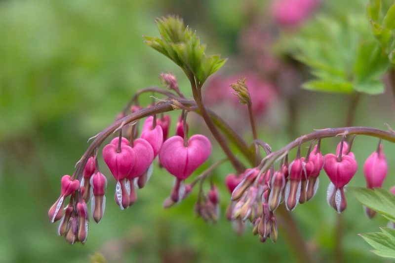 Bleeding Heart