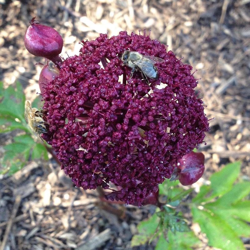 Angelica