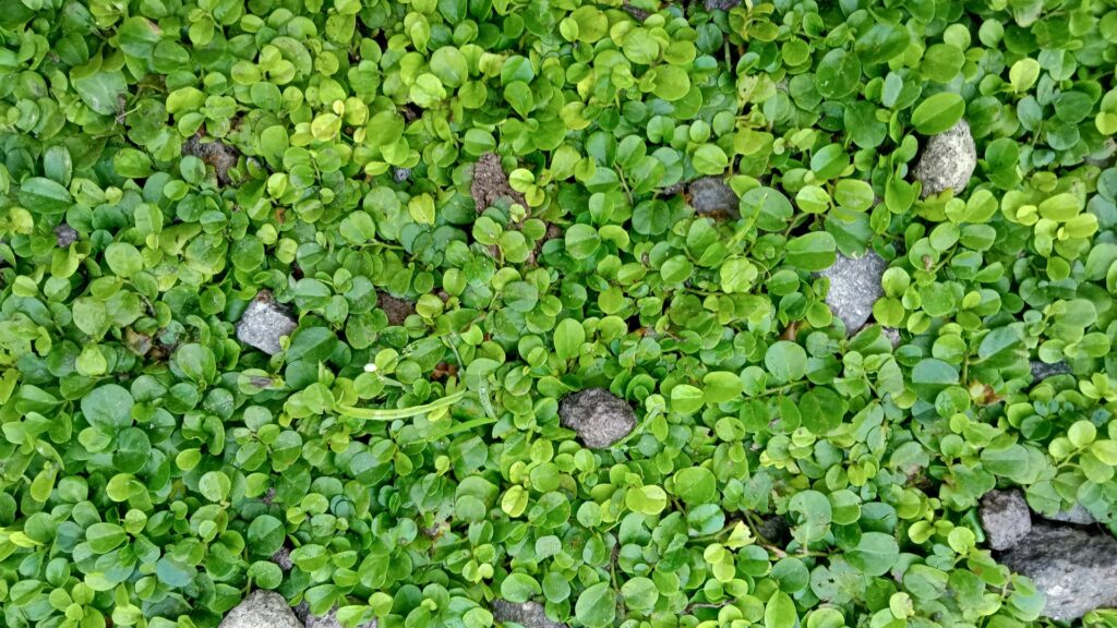 corsican mint ground cover