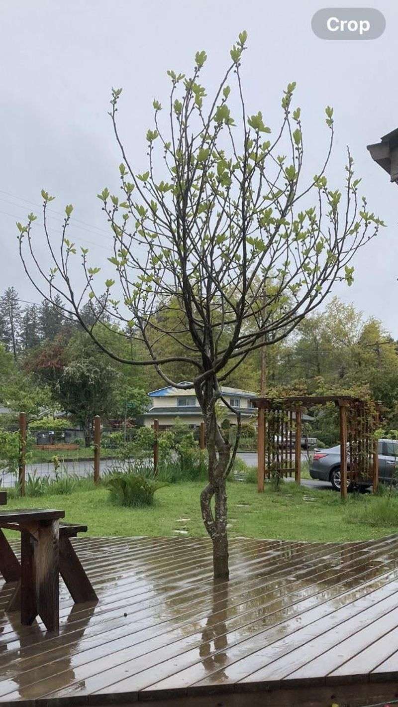 Fig Tree