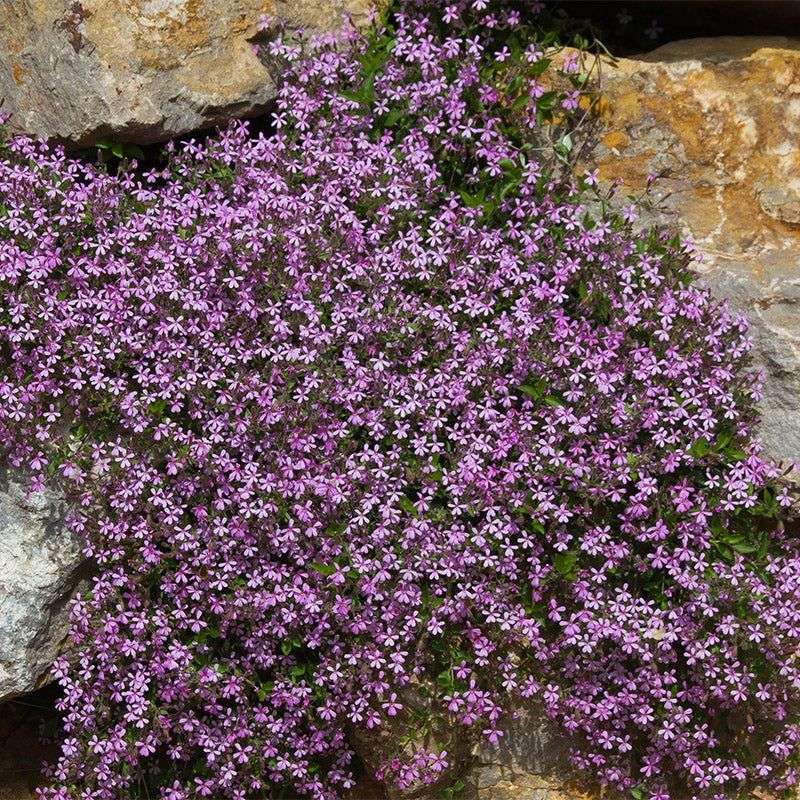 Use Wildflowers For Groundcover
