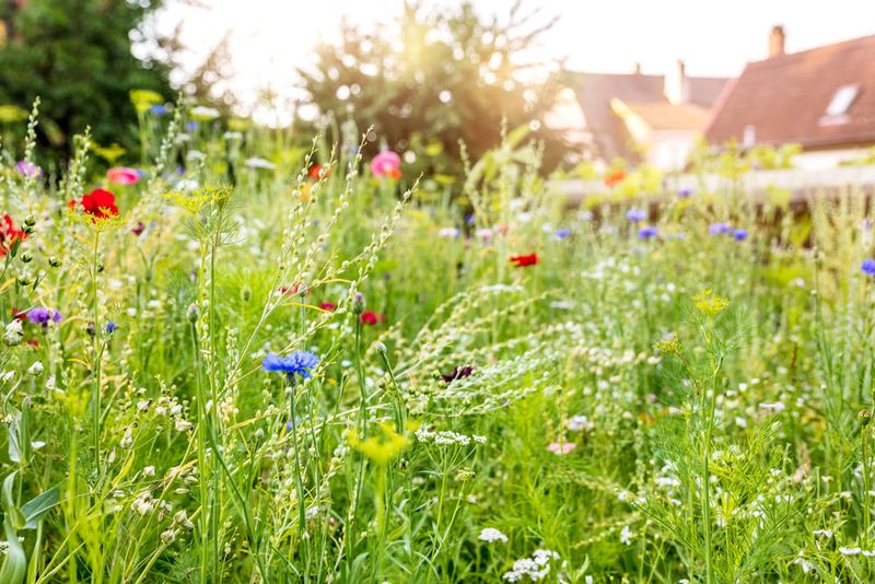 Wildflower Lawn Alternative