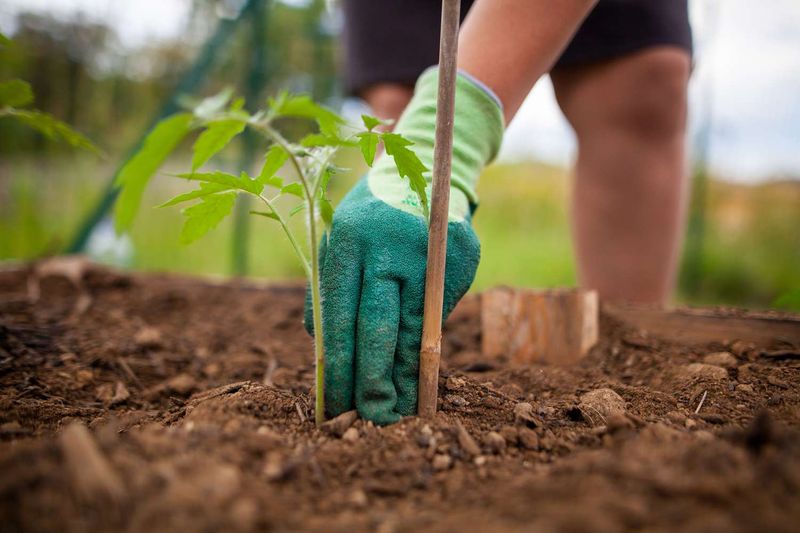 Avoid Transplanting In Direct Sunlight