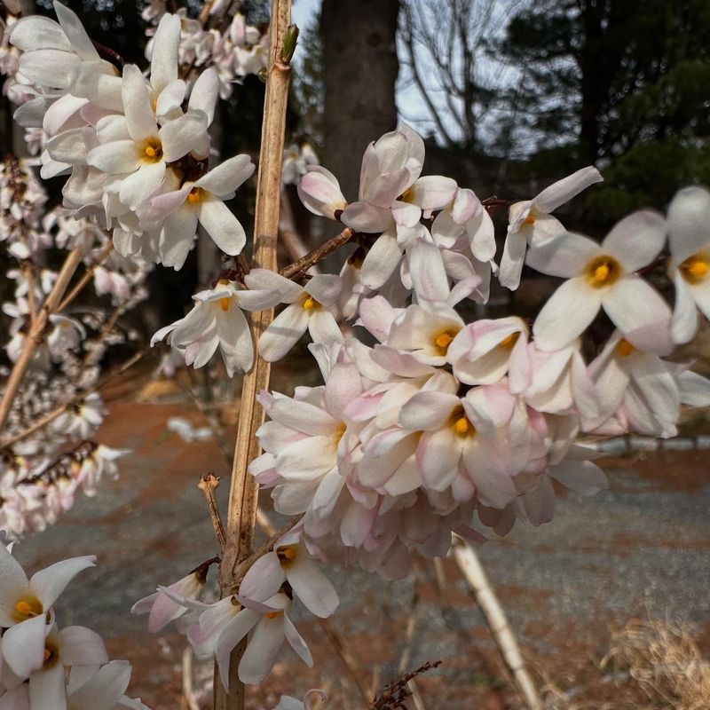 Explore Forsythia Varieties