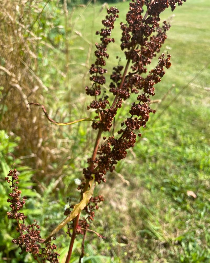 Curly Dock