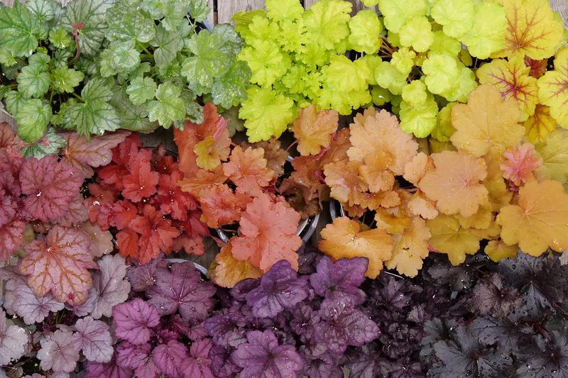 Heuchera