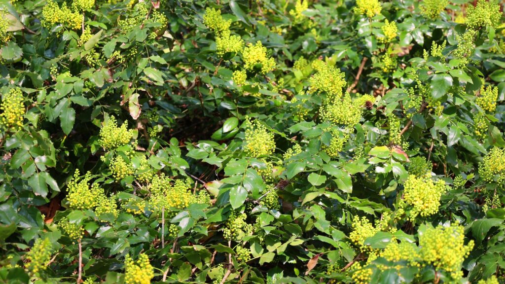 creeping mahonia plant