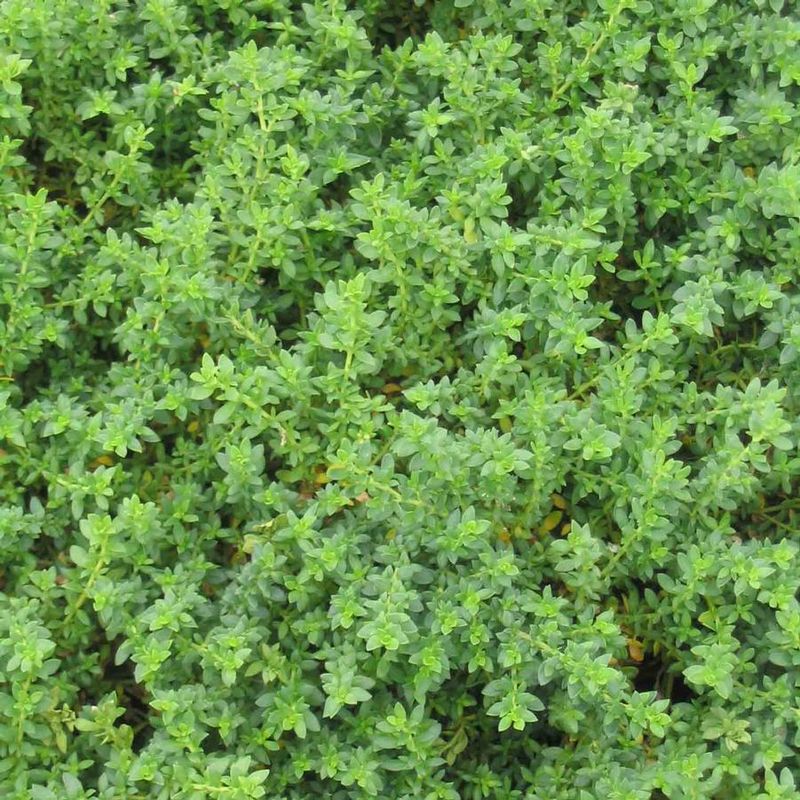 Herniaria Glabra