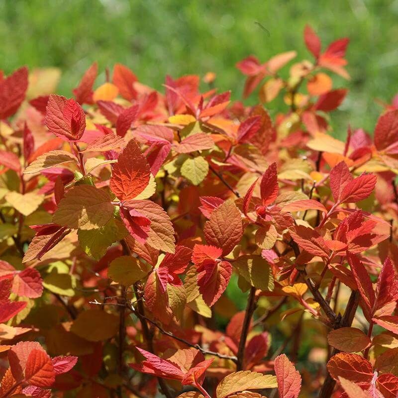 Spirea ‘Double Play Big Bang’