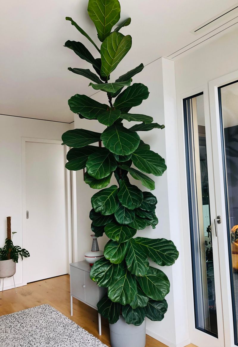Ficus Lyrata