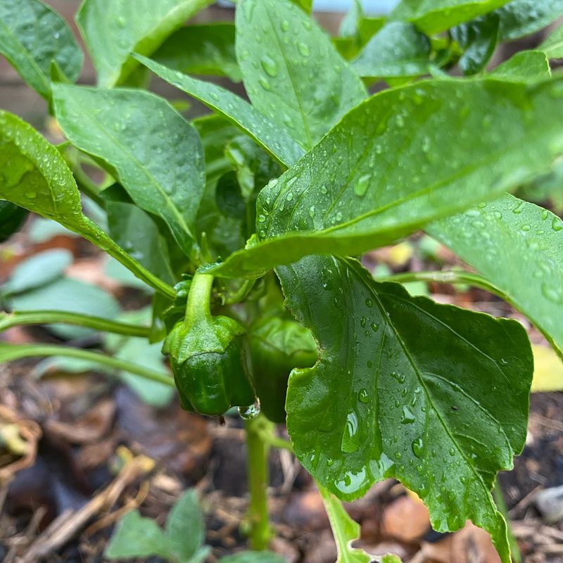Bell Peppers Won’t Handle the Cold—Shield Them From Frost!