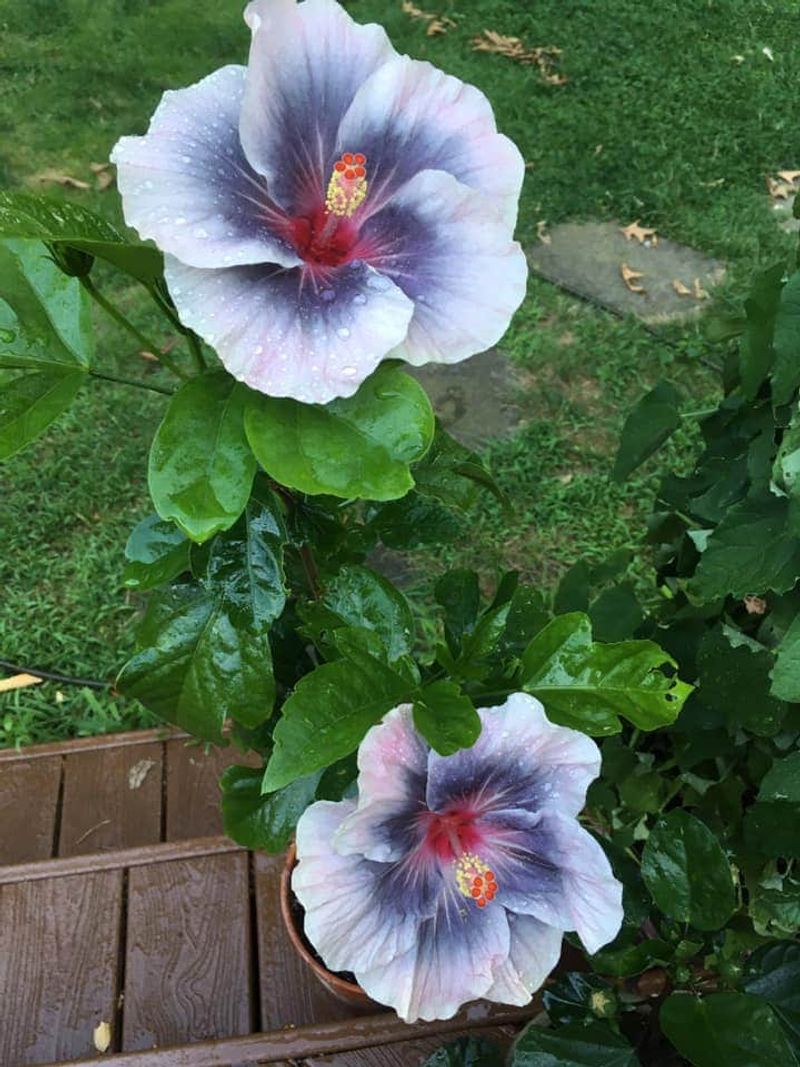 Hibiscus