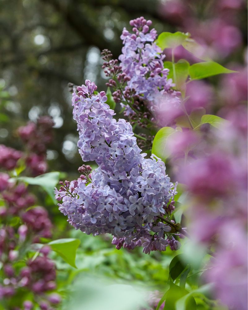 Lilac