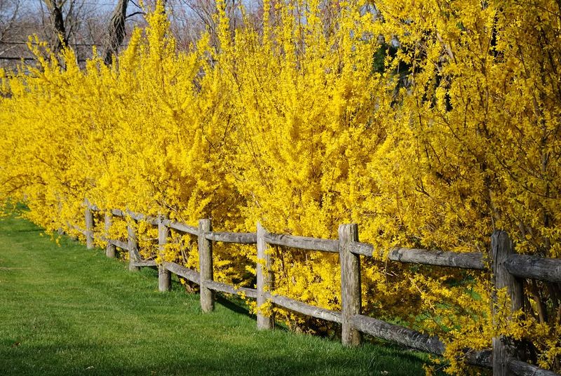 Create a Hedge